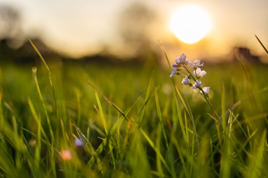 closeup-shot-tiny-flower-growing-fresh-green-grass-with-blurred-background
