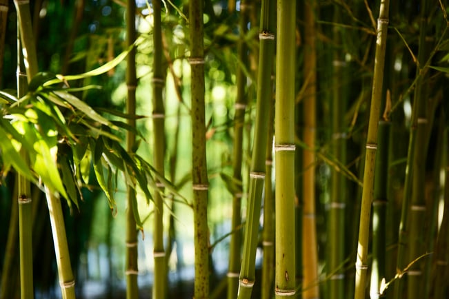 green-bamboo-forest-daylight
